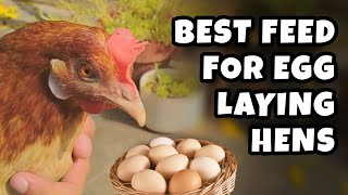 Best feed for egg laying hens | Backyard chickens Homestead