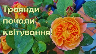 Почався сезон квітування троянд і не тільки! Мій догляд за садом за допомогою біопрепаратів