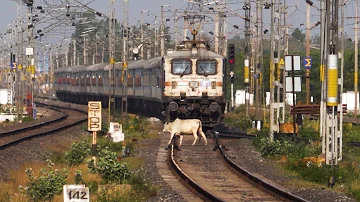 Live Train accident! Train Hits Cow Crossing Railway Line At High Speed!