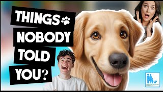 Things Nobody Told You About Owning a Golden Retriever? - Vet Dr Alex by Responsible Pet Breeders Australia - RPBA Reviews 2,967 views 1 year ago 7 minutes, 29 seconds