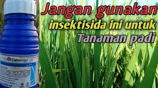 Jangan gunakan insektisida Curacron untuk tanaman padi