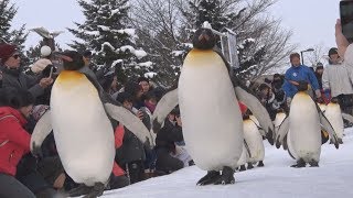 お待たせ、ペンギン散歩 北海道・旭山動物園
