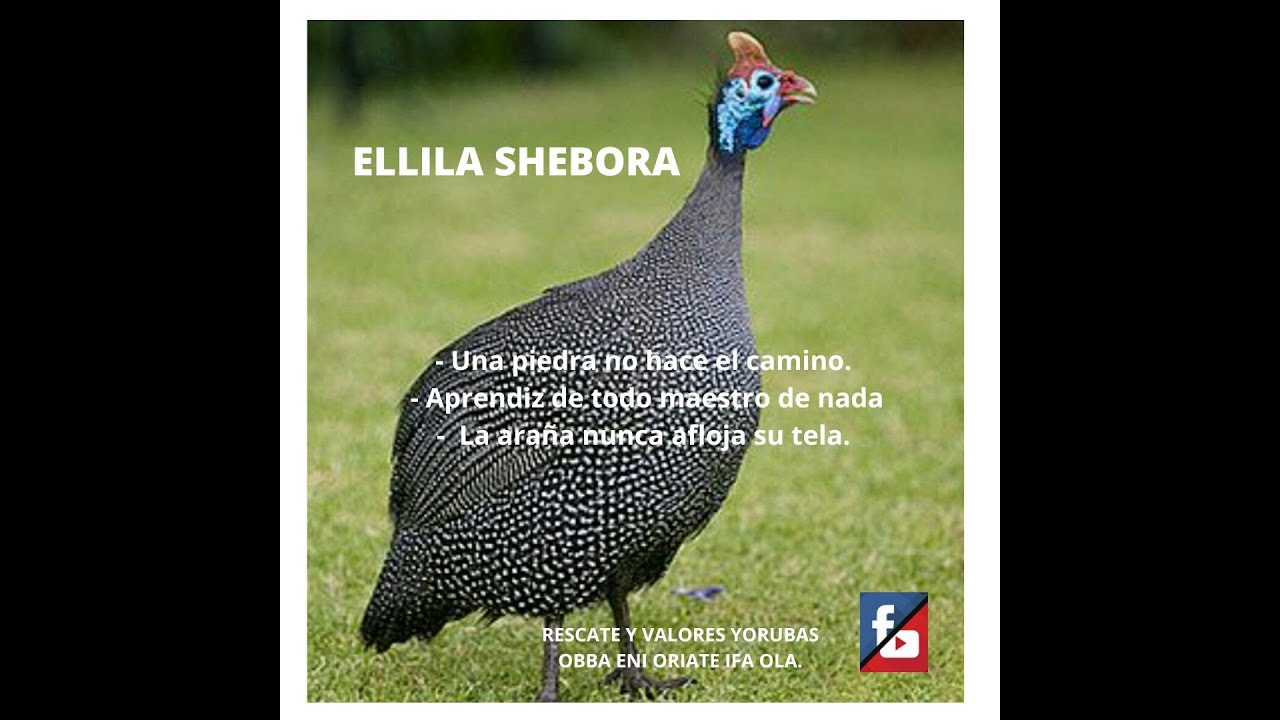 Aprendiendo del Oddun del Dilogun (12 Eyila Shebora)