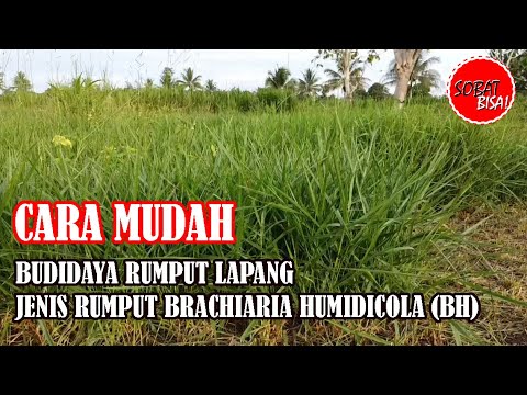 Video: Rumput Rumput Kanada Hijau: Komposisi Rumput Dan Ulasan Benih, Cara Menanam, Fitur Perawatan, Dan Ulasan Pelanggan