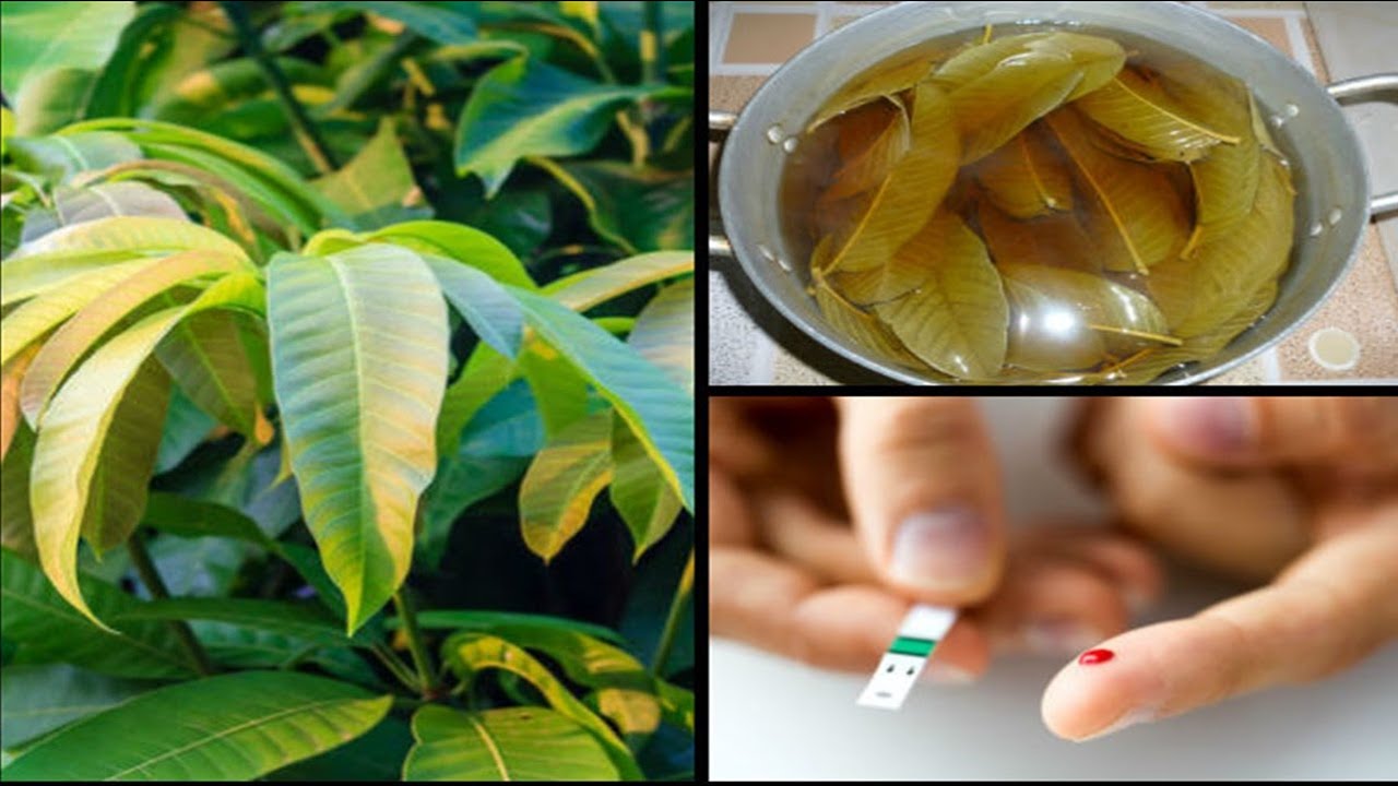 Produce la insulina que tu cuerpo necesita con estas Hojas Hervidas