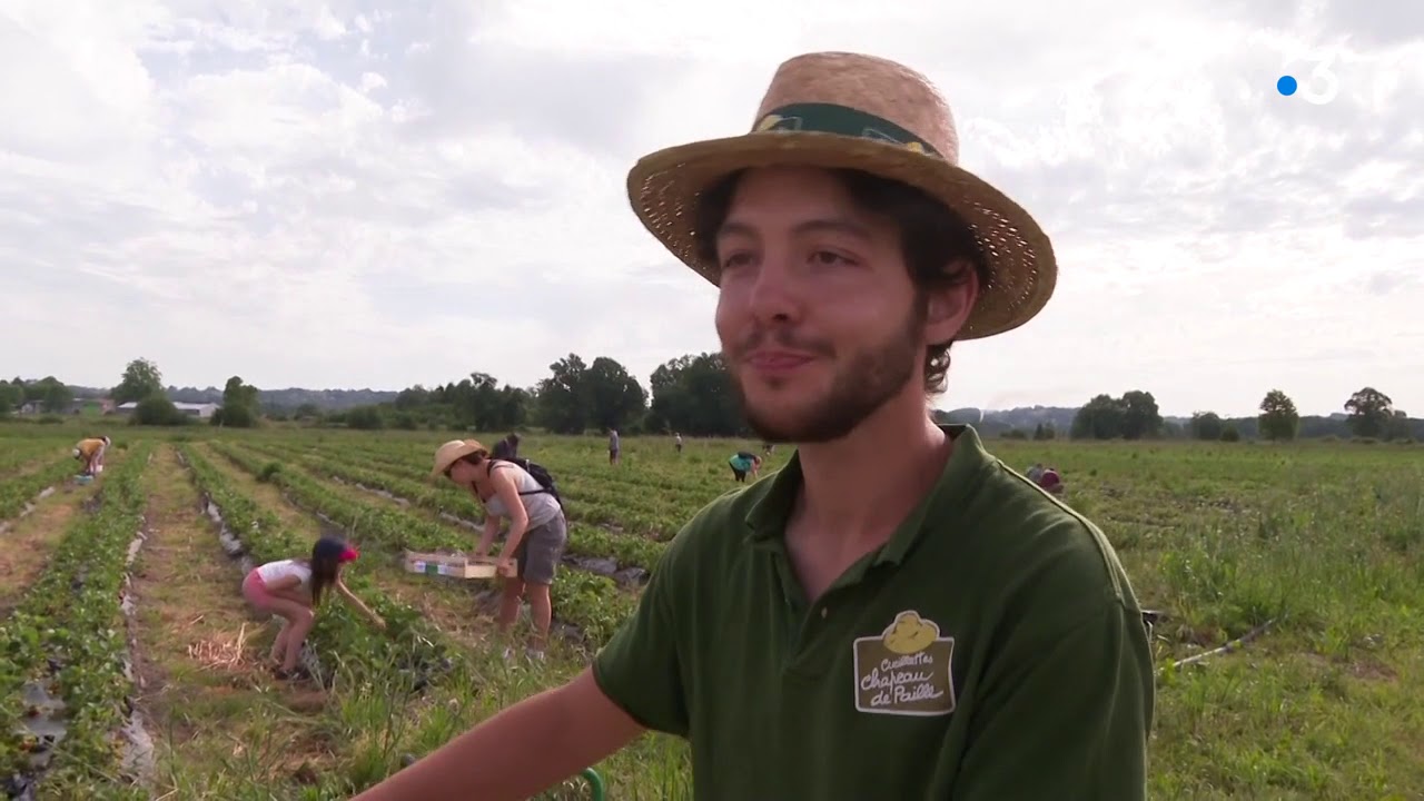 La cueillette des fraises en Béarn boostée par l'épidémie de Coronavirus