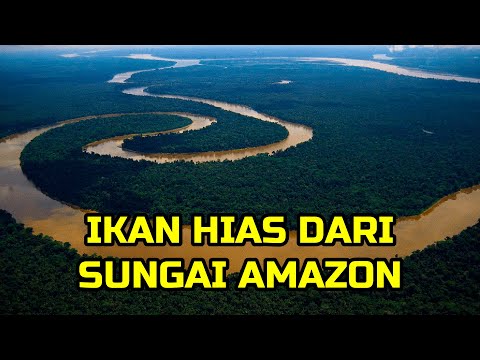 Video: Mewujudkan Akuarium Bertema Sungai Amazon Asli