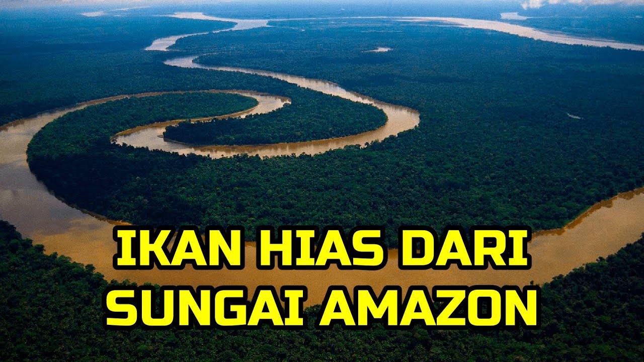 🔵 MANTAP ! 5 JENIS IKAN HIAS DARI SUNGAI AMAZON YANG BISA ...