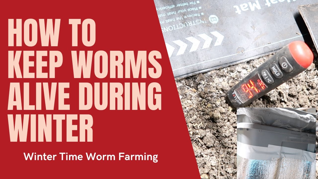 How To Keep Worms Producing During The Winter. Worm Farming During One Of The Hardest Seasons.