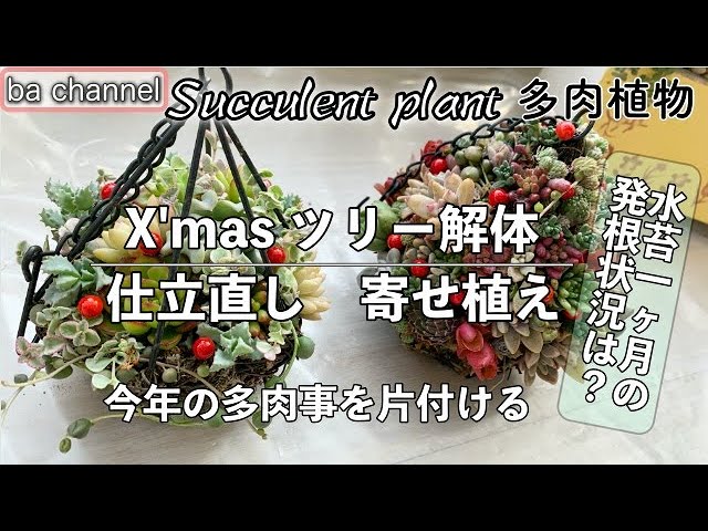 156{多肉植物} X'mas ツリー🎄解体⭐寄せ植え💓仕立直し 今年の多肉事