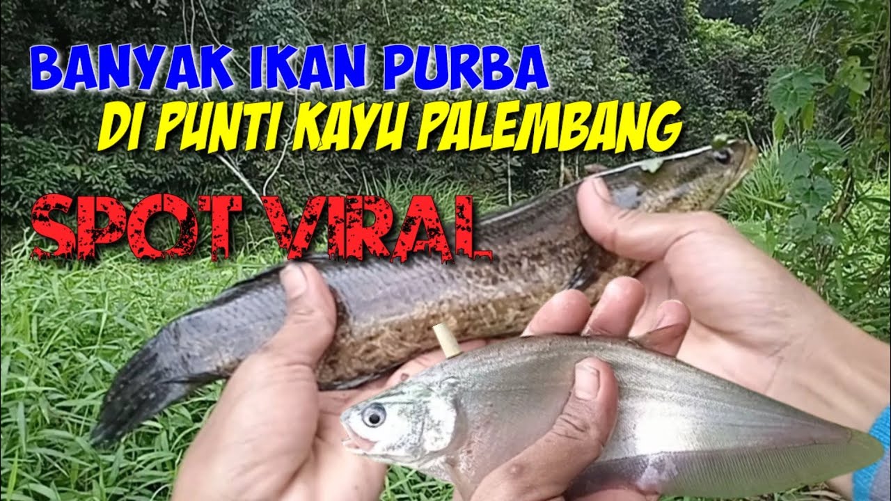 spot mancing yang lagi viral TAMAN WISATA PUNTI KAYU PALEMBANG, banyak ikan purbanya