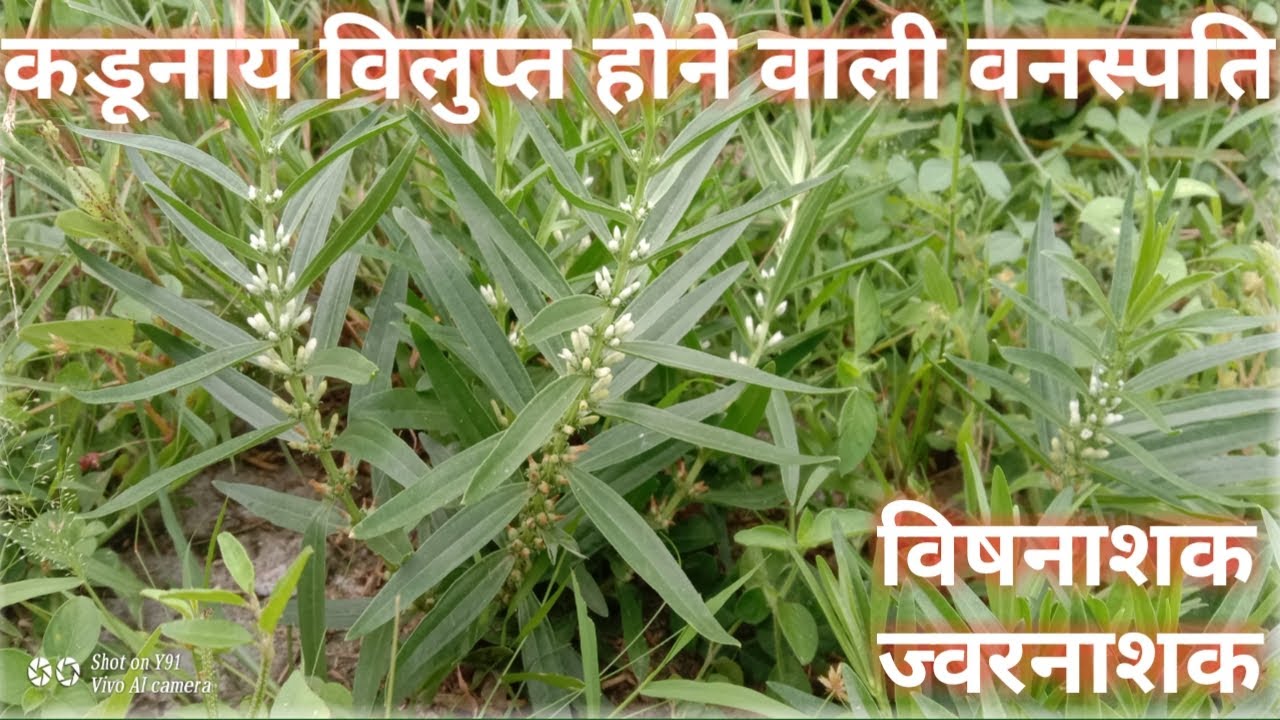 कडू नाय वनस्पति शरीर से विष एवम ज्वर को खत्म करके खून को शुद्ध करती है।देशी दवाएं Praveen Kanaujia