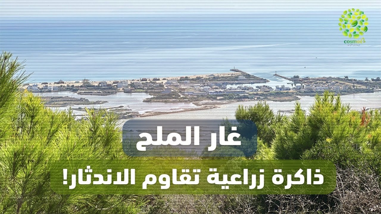 أسرار غار الملح… حكايات مخفية بين البحر والملح و زراعة فريدة من نوعها في العالم 🌊🧂