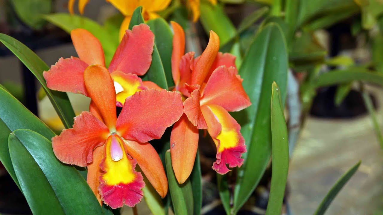 Cattleya Orchids For Brisbane