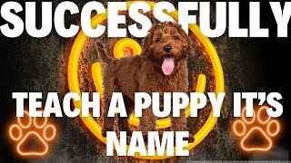 How to Train a #puppy to Know Its Name