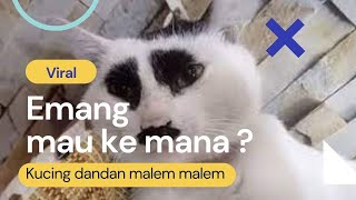 Emang mau ke mana ? Kucing dandan malem malem by Kucing 2021 15 views 2 years ago 54 seconds