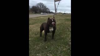 We Dem Bullz Kennels