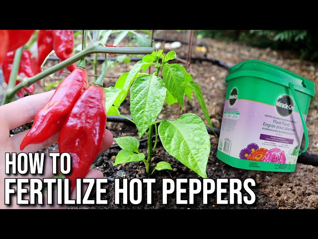 How to Fertilize Hot Peppers for Peak Production EVERY Time - YouTube