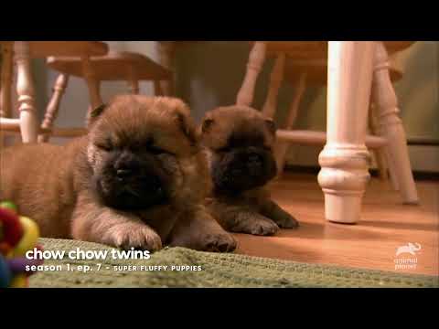 The Cutest Baby Animal Moments Too Cute Planet