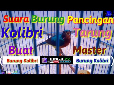 Masteran 1 Jam Untuk Murai Batu Isian Mantap Terbaru Paling Dicari Di 2020 Murai Burung Pengikut