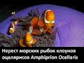 Нерест кладка икры морских рыбок клоунов оцелярисов Amphiprion Ocellaris