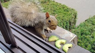 : Squirrels' reactions to avocado
