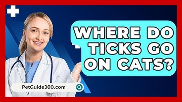Where Do Ticks Go On Cats? - PetGuide360.com