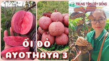 Ổi đỏ ruby AYOTHAYA 3 cây giống mới trồng nhanh ra trái