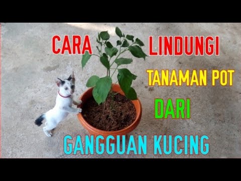 Video: Cara Melindungi Pokok Dari Kucing