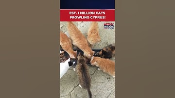 TONTON: Sekitar Satu Juta Kucing Berkeliaran di Siprus, Pulau Penuh Kucing dengan Satu Kucing untuk Setiap Penduduk