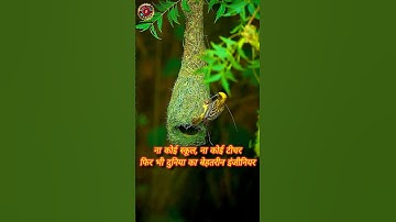 Sparrow birds making your nest #shorts #sparrow #birds #birdslover #indianbirds #housesparrows