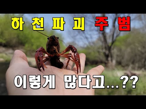 2탄)미쳤습니다..하천을 아작내는 <strong>미국가재</strong> 잡으러 갔는데..