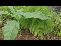 🍌 Banan -Musa basjoo Sakalinensis🍌