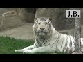 Moscow Zoo: White tiger, white bear &amp; pink flamingo...