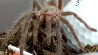 My LP tarantula fighting a Dubia roach !!!!!!!