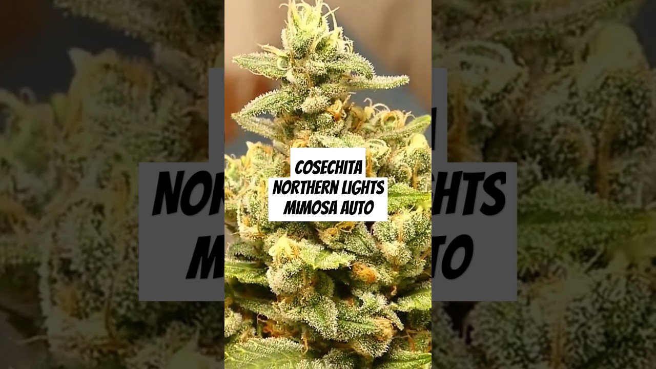 COSECHA DE AUTO FLORECIENTES ✂️🍁 