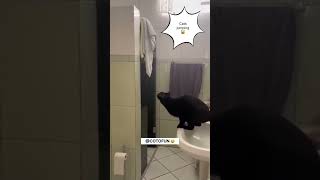 #91 Funny Cat videos#meowing#memes #cute