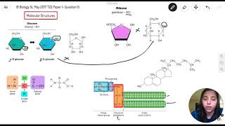 Question 6 — IB Biology SL — May 2017 TZ2 Paper 1 — Past IB Exams Solutions