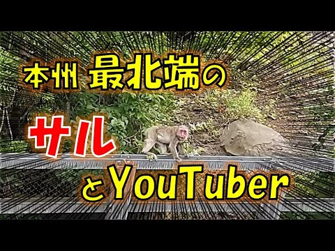 【自転車旅】大間でマグロ丼食べ、サイクリングしていたら、野生のサルに威嚇された [日帰り大間輪行旅#3]/ Travel with DAHON Boardwalk and wild Monkey