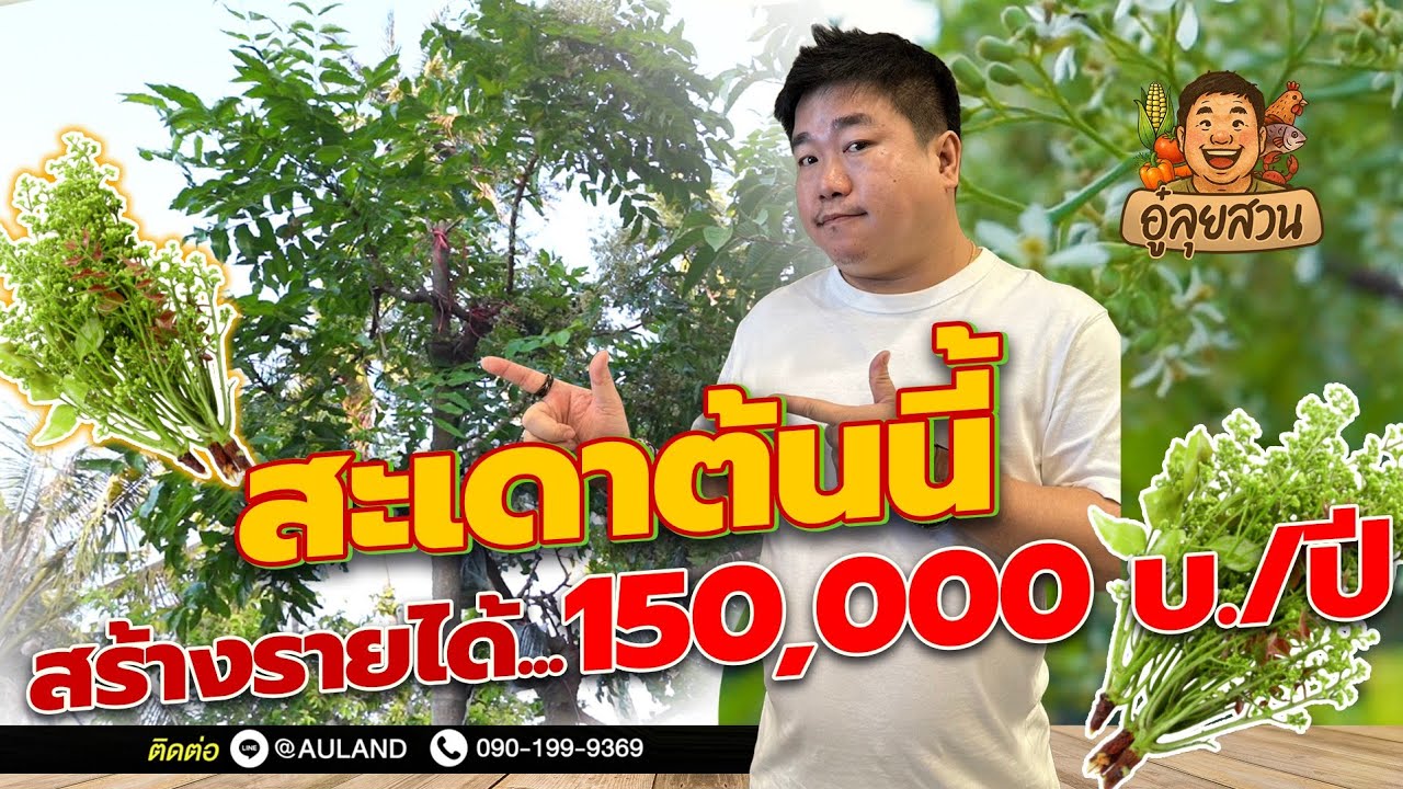 สะเดาต้นนี้สร้างรายได้ 150,000บ. / ปี ใครว่าเกษตรไม่รวย l อู๋ลุยสวน