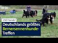 150 Hunde bei Deutschlands größtem Bernersennenhunde-Treffen | Abendschau | BR24