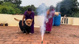 Diwali Celebration  of Labrador puppy in his Grandma’s  village | Little John |