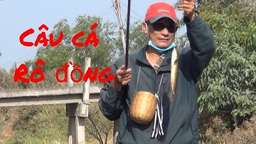 Câu Một Lố Cá Rô Cùng Cần Thủ Quận 12/Gò Công TV