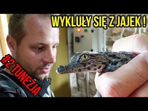 Wideo: Krokodyle naprawdę rzucają łzy, kiedy jedzą