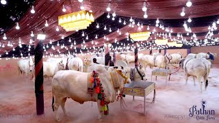 PATHAN CATTLE FARM 2024 FULL COLLECTION || CINEMATOGRAPHY || Kolkata Cow 2024