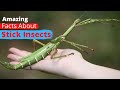 10 Amazing Facts About Stick Insects