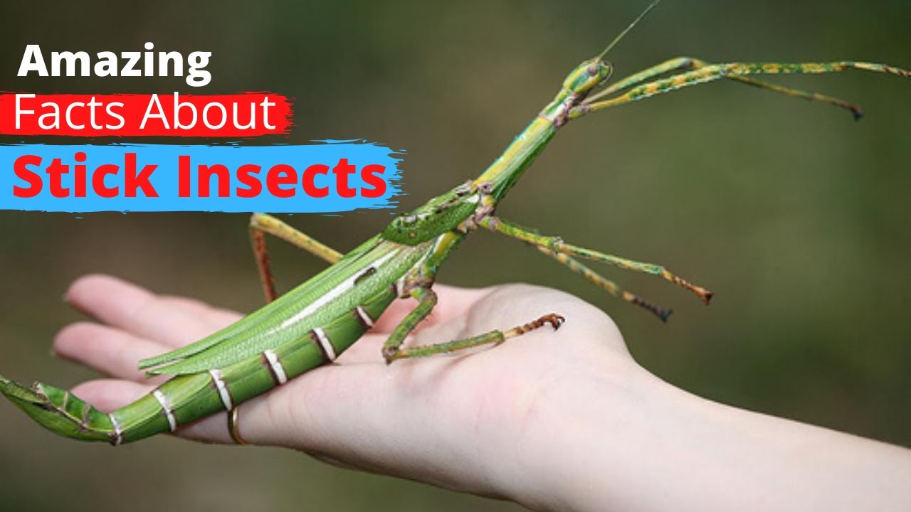 10 Fascinating Facts About Stick Insects