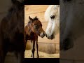 Karen’s filly pics! #katievanslyke #Minihorse
