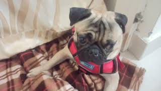 Scooby sad moment 🥺🥺| Subscriber ku oru vendukol🤪 #pugdog #scoobypug #puglover #dogscare #funnyvideo by Scooby Veedu 345 views 2 years ago 4 minutes, 12 seconds