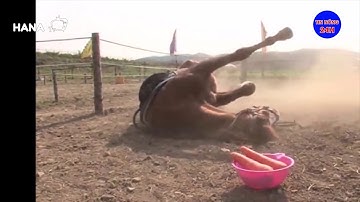 🔴 Đây Là Con Ngựa Lười Nhất Thế Giới, Cứ Có Người Cưỡi Là Giả Chết